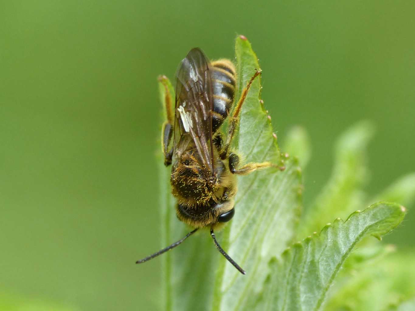 Andrena sp., maschi  e  Apidae Halictinae